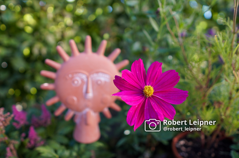 bunt blühende Blume im Garten im Sommer