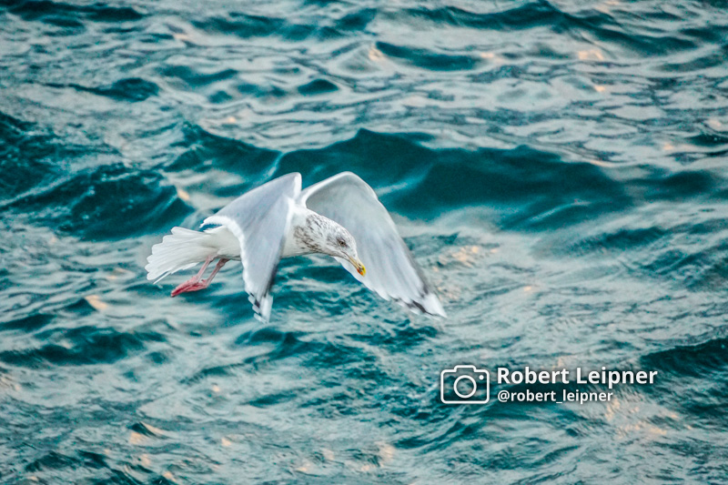 Möwe über dem Meer bei Tromso