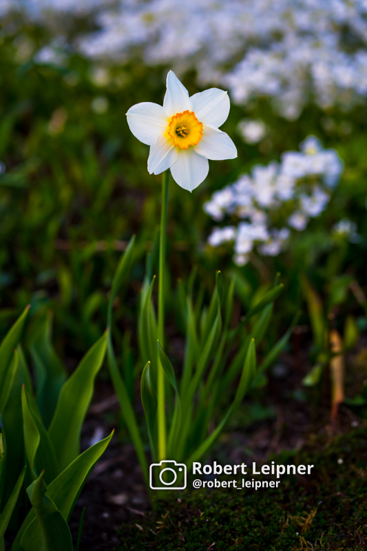 Frühblüher in Trondheim