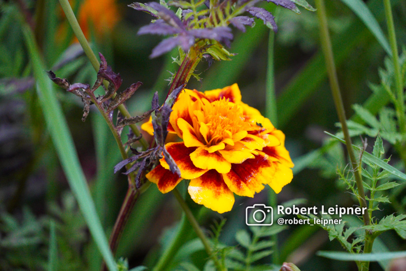 blühende Blume im Herbst