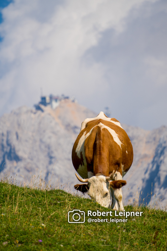 grasende Kuh auf einem Alm im Karwendelgebirge mit der Bergstation der Zugspitze