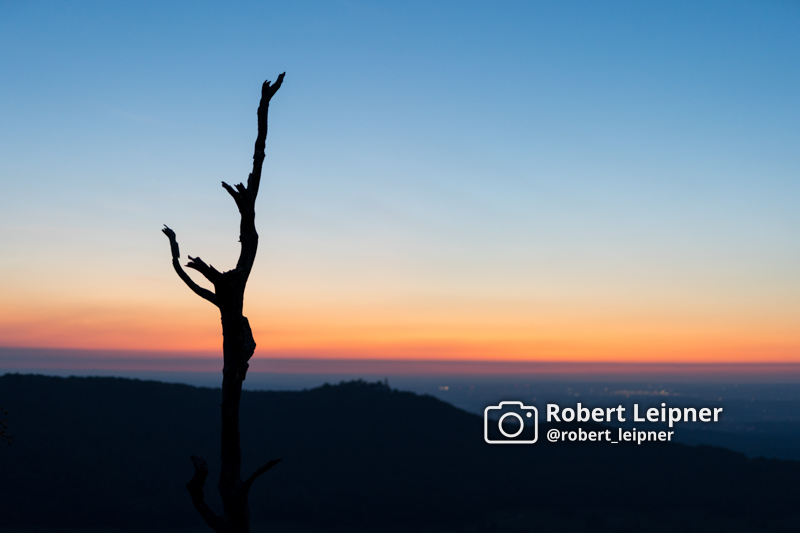Baumkulisse vor Sonnenuntergang