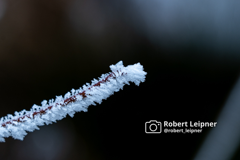 Eiskristalle an einem dünnen Ast im Winter