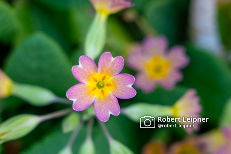 bunt blühende Blume im Garten im Sommer