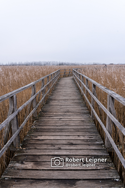 Die Brücke ins Schilf im Winter